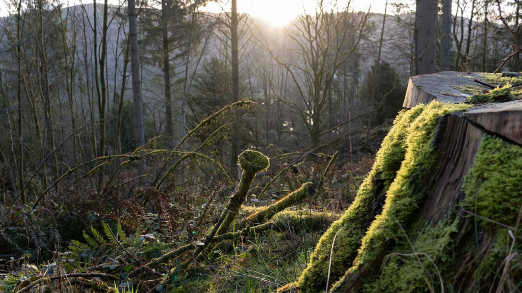Over 8 Million Trees Lost